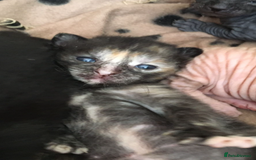 Oriental cats for sale: Oriental x Sphynx kittens  - Image 12