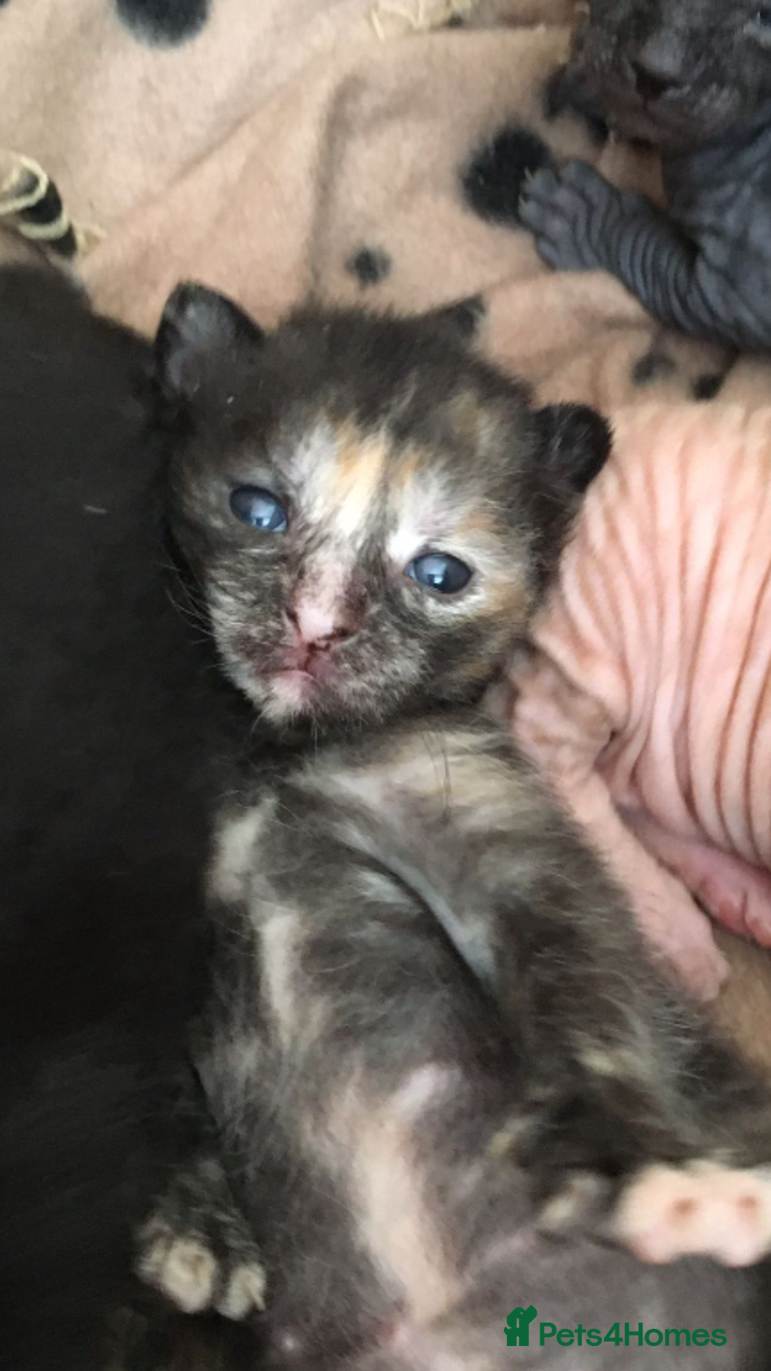 Oriental cats for sale: Oriental x Sphynx kittens  - Image 12