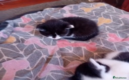 Mixed Breed cats for sale: Male and female kittens for sale  - Image 6