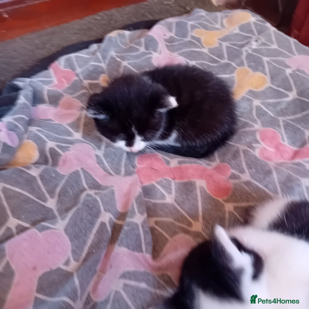 Mixed Breed cats for sale: Male and female kittens for sale  - Image 6