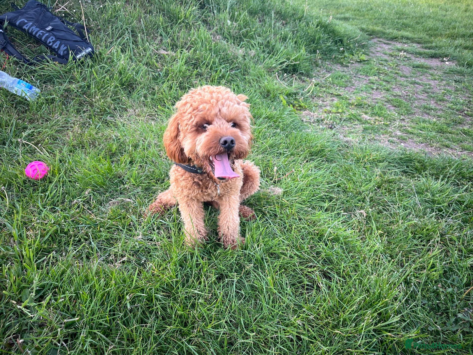 Cavapoo dogs 1 year old Cavapoo - bite history - Advert 1