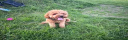 Cavapoo dogs for sale: 1 year old Cavapoo - bite history in Newport - Advert 1