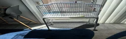 Budgerigars birds for sale: Budgerigars in Newport - Advert 3