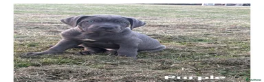 Cane Corso 6