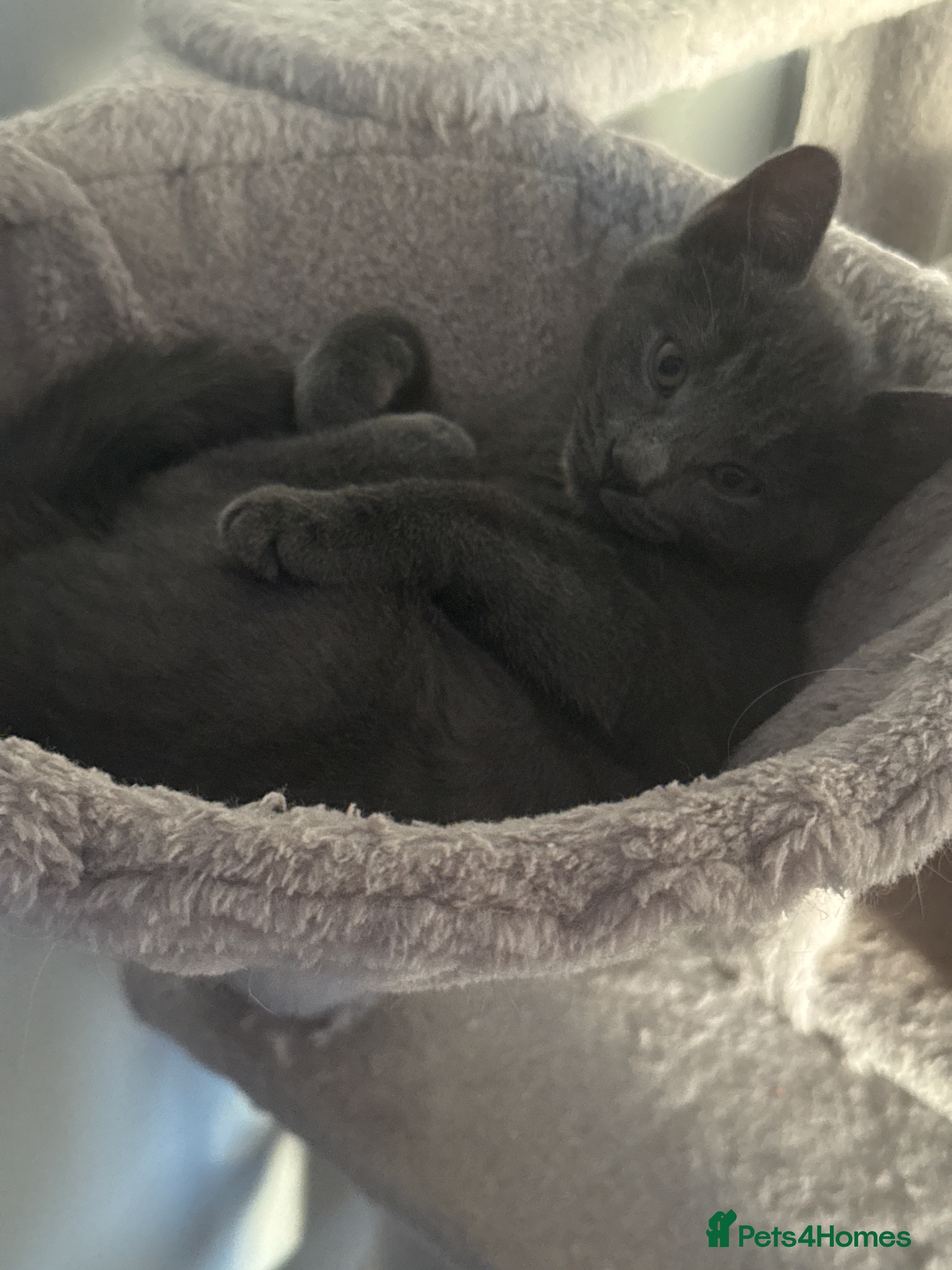 Mixed Breed cats Ragdoll crossed kittens only one girl left  - Advert 2