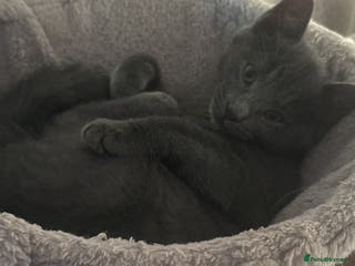 Mixed Breed cats Ragdoll crossed kittens only one girl left - Advert 2