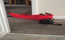 Dachshund dogs for stud: Male Dachshund for Stud - Image 6
