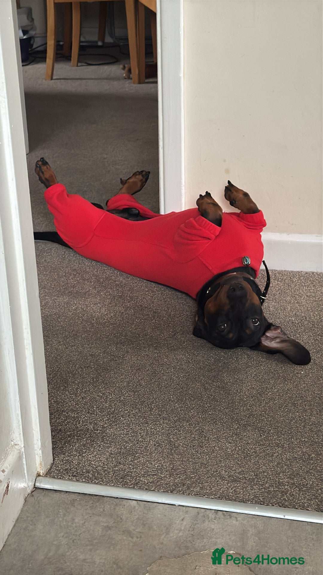 Dachshund dogs for stud: Male Dachshund for Stud - Image 6