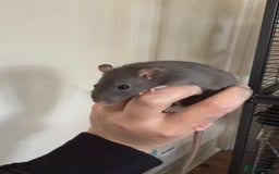 Rat rodents for sale: 2 boys left!! Fancy Rat Cross Dumbo Rex rat pups  - Image 4