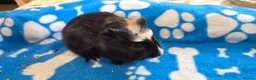 Guinea Pig rodents for sale: 3 Beautiful male Guinea Pigs - Advert 8