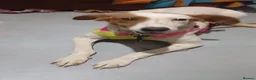 Mixed Breed dogs for adoption: Leo’s  just a young dog  🐶🐾 - Advert 15