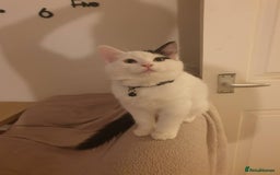 Mixed Breed cats for sale: Ragdoll mix - Advert 8