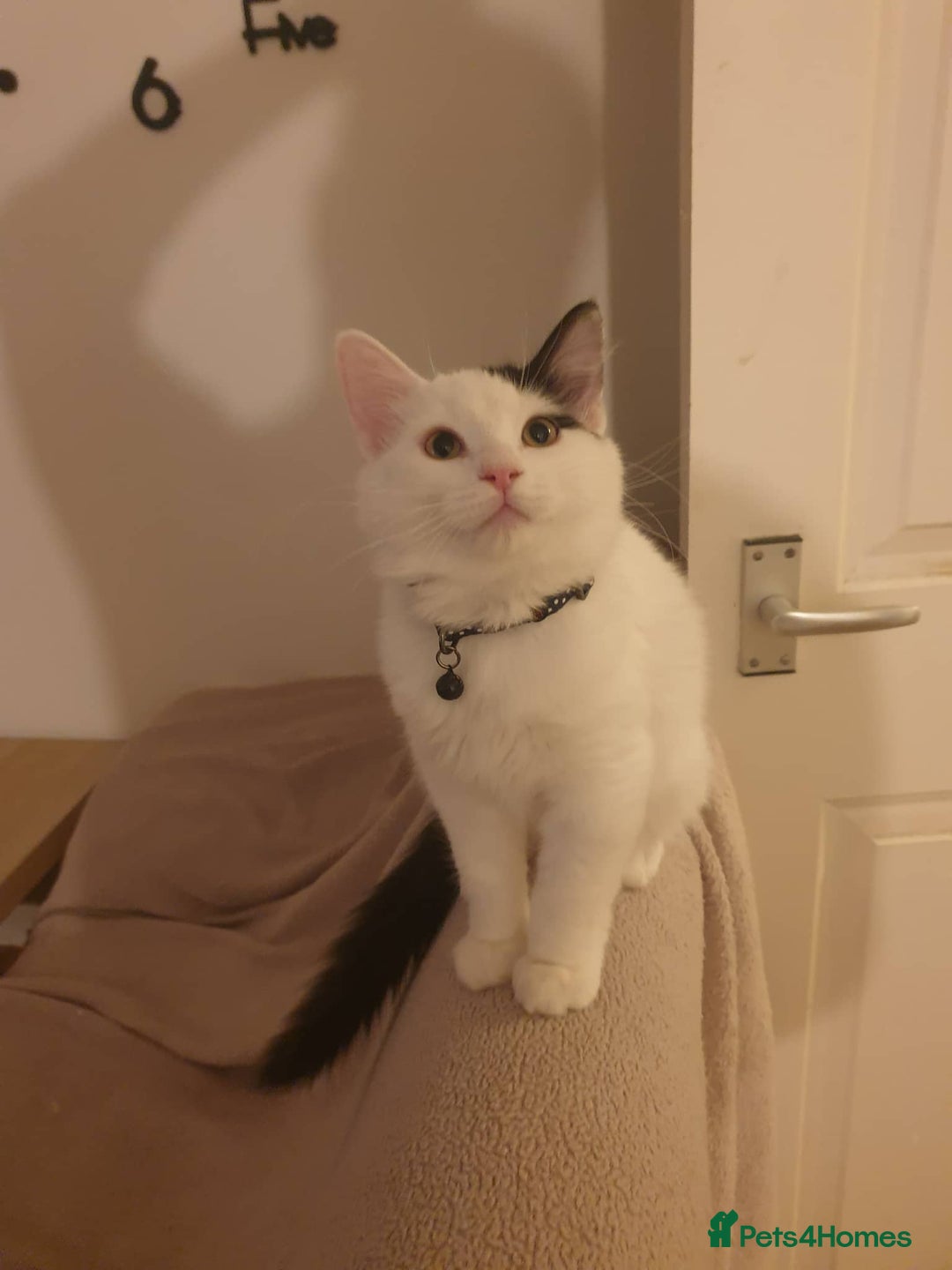 Mixed Breed cats for sale: Ragdoll mix - Advert 8