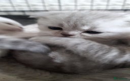 Scottish Fold cats for sale: LAST BOY FOLD. OPEN TO OFFERS.  in Aberdare - Image 7