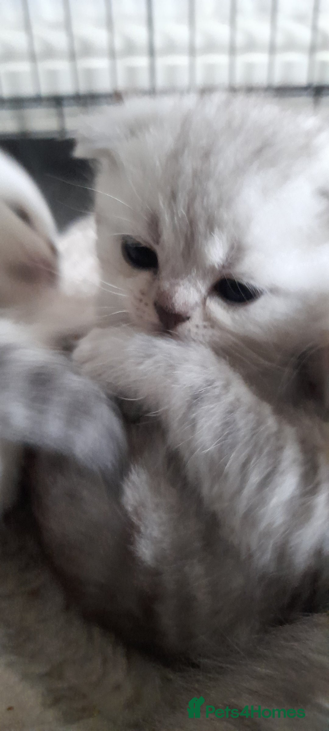 Scottish Fold cats for sale: LAST BOY FOLD. OPEN TO OFFERS.  in Aberdare - Image 7