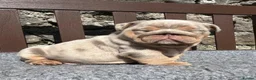 English Bulldog dogs for sale: Beautiful English bulldog puppies - Advert 19