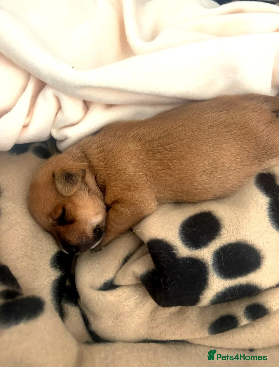 Mixed Breed dogs for sale: 1 boy 1 girl  in Winsford - Advert 4