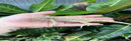 Bearded Dragon reptiles for sale: Baby Bearded dragons At Urban Exotics  - Advert 1