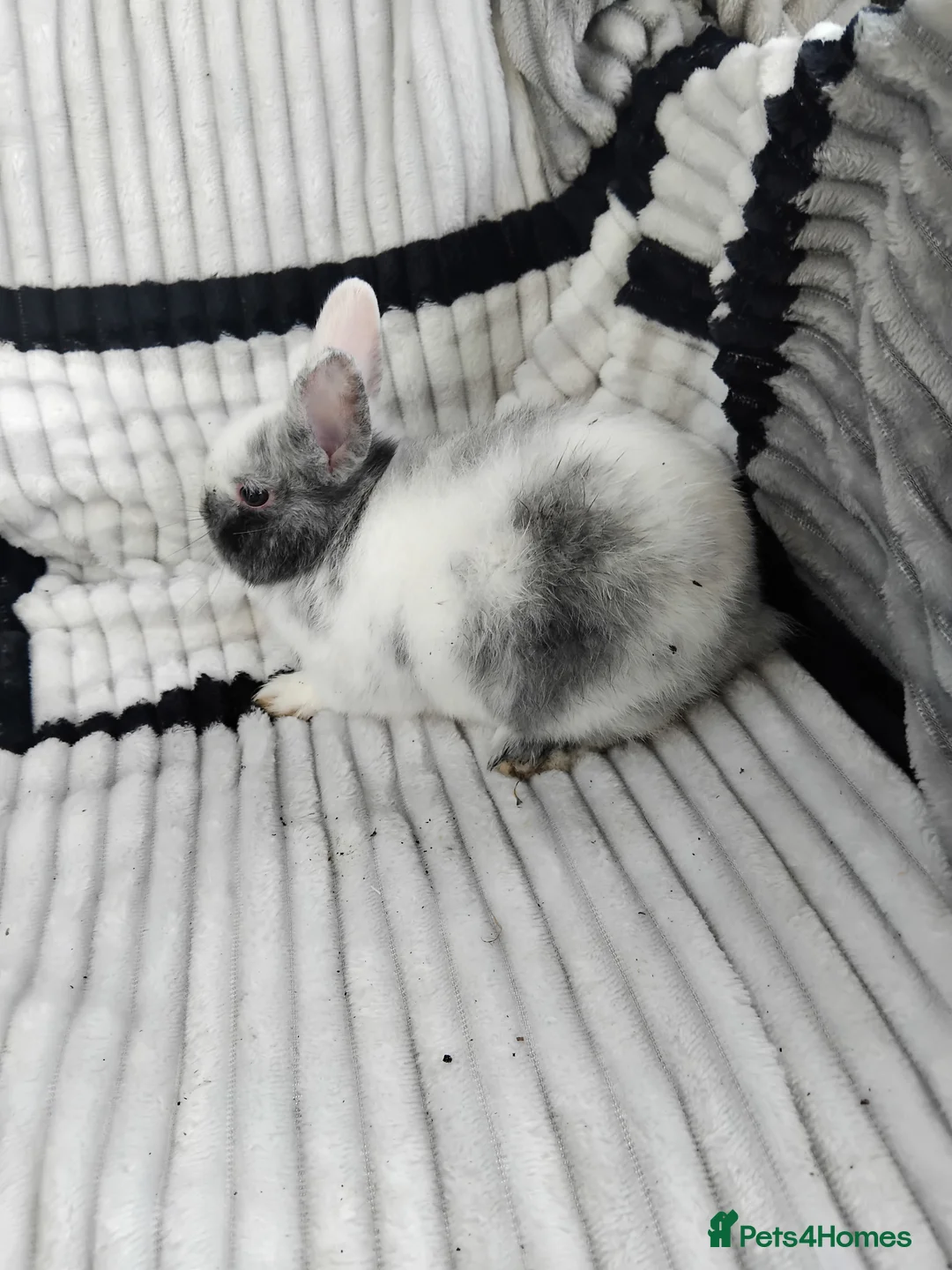 Netherland Dwarf rabbits for sale: Baby Netherland Dwarf rabbits  in Bodmin - Advert 2