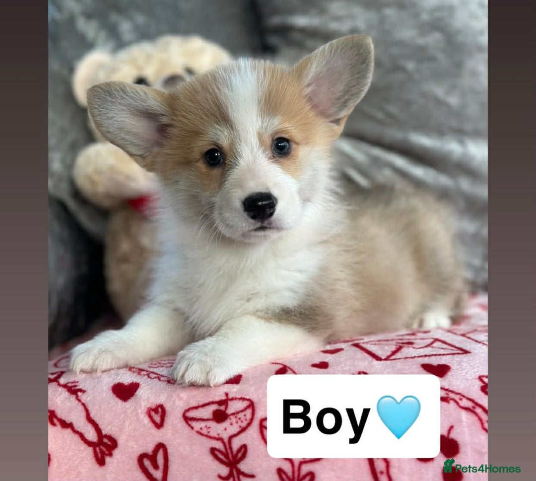 Welsh Corgi Pembroke dogs for sale: KC REGISTERED CORGI PUPS - Advert 1