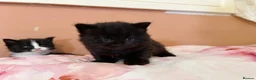 British Longhair cats for sale: Beautiful British long-haired kittens - Advert 5