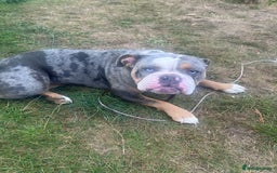 Old Tyme Bulldog dogs for sale: Della - old tyme bulldog  - Image 12