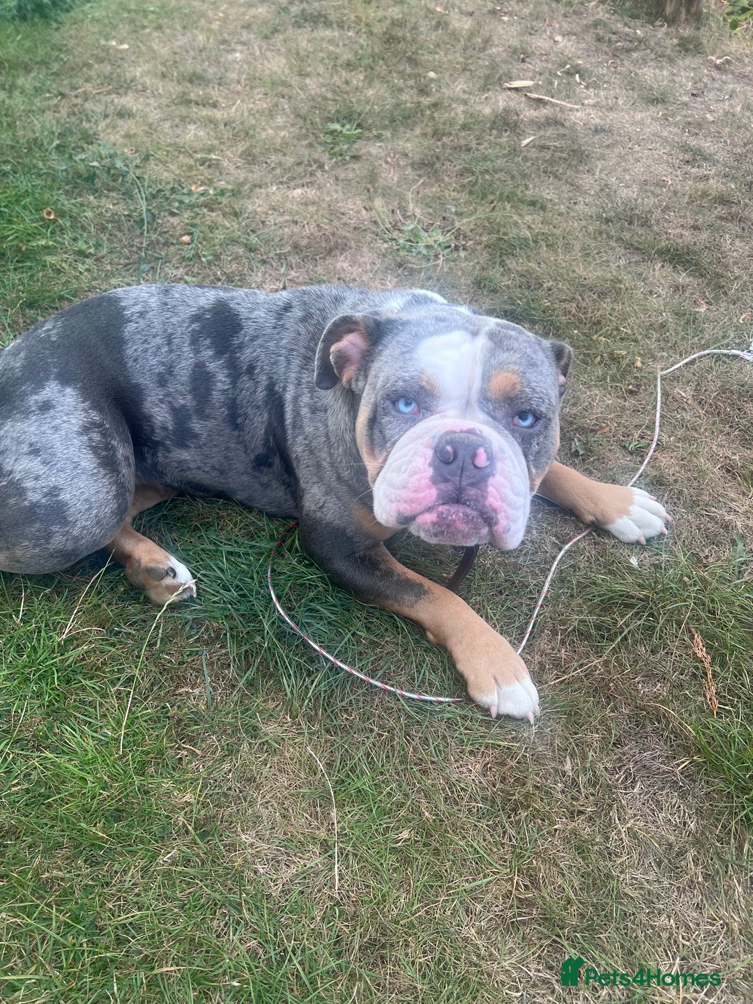 Old Tyme Bulldog dogs for sale: Della - old tyme bulldog  - Image 12