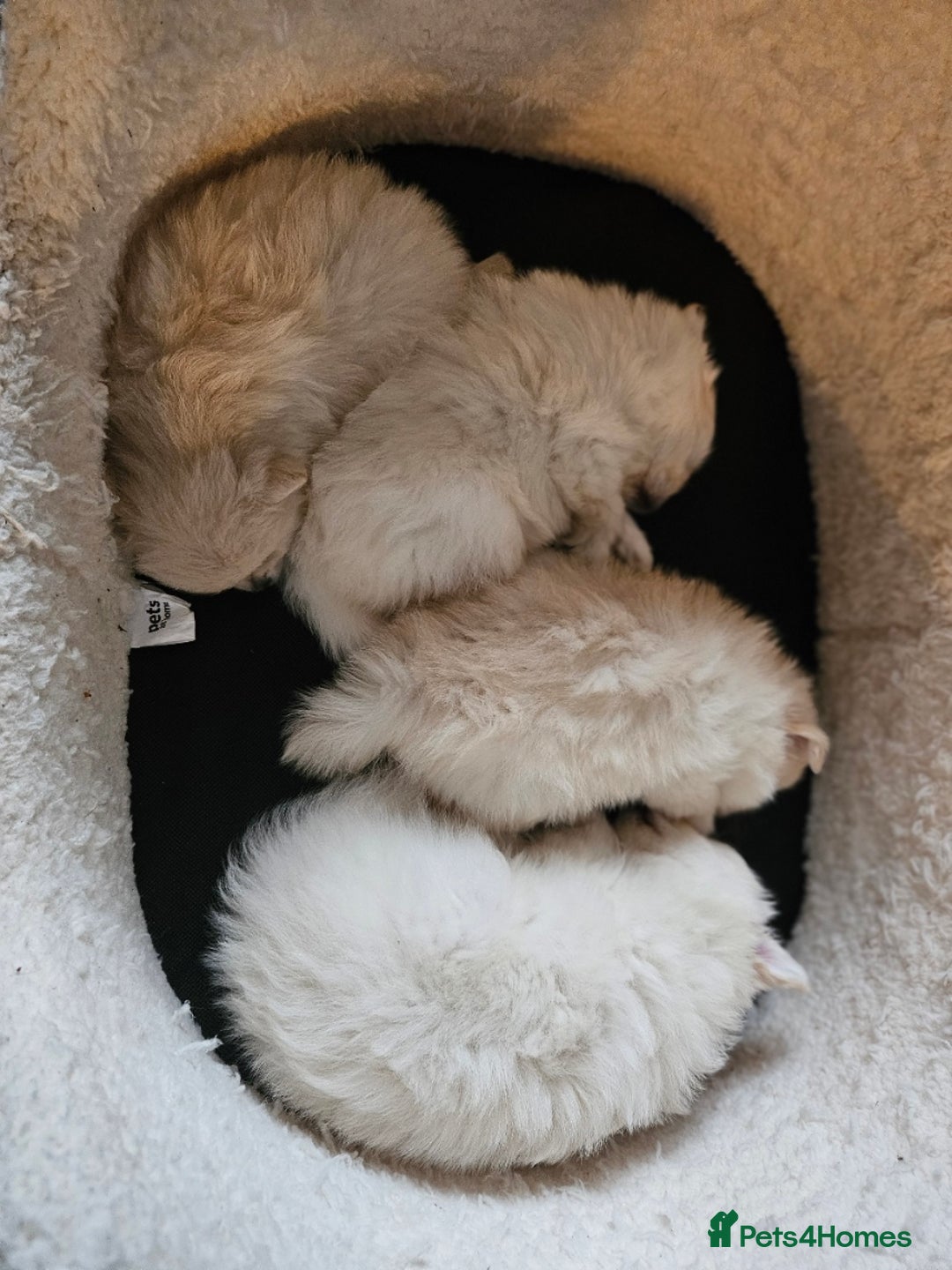 Pomapoo dogs for sale: Fluffy 4 Pomapoo Puppies Ready for Their Homes - Advert 5
