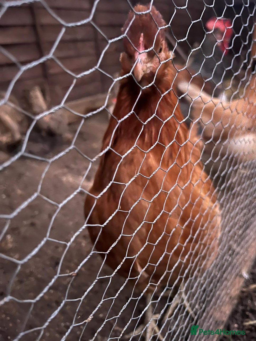 Chickens poultry for sale: 2x female 1x male - Advert 2