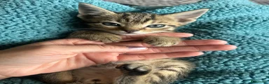 Mixed Breed Kitten 1