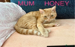 Mixed Breed cats for sale: READ INFO, 8 beautiful ginger kittens. - Image 14