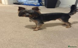 Yorkshire Terrier dogs for sale: Yorkshire terrier puppy  - Advert 23