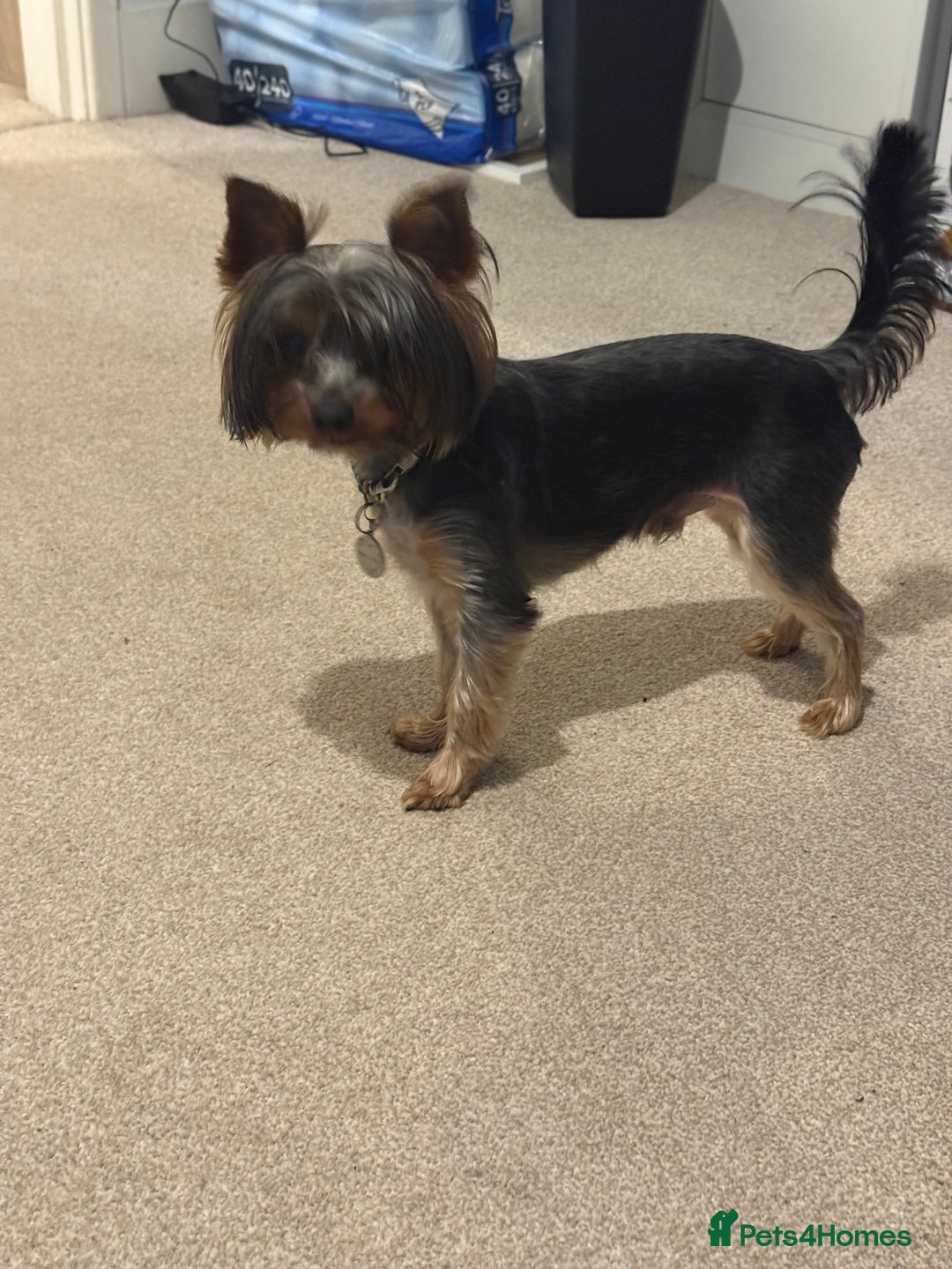 Yorkshire Terrier dogs for sale: Yorkshire terrier puppy  - Advert 23