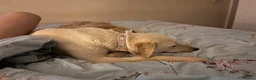 Mixed Breed dogs for adoption: Looby Lou - March Cambs  in March - Advert 20