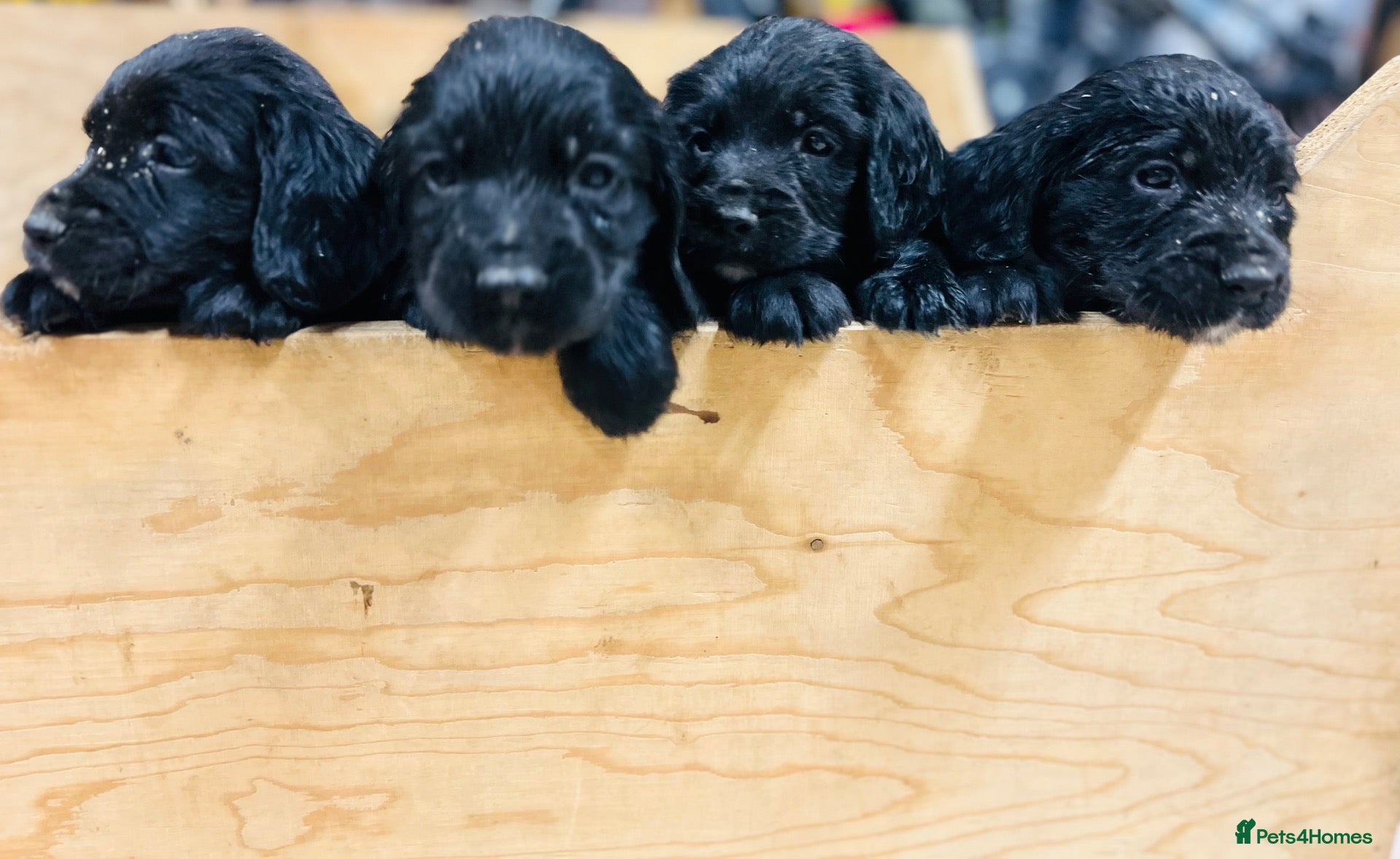 Cocker Spaniel dogs KC Registered Working Cocker Spaniel Puppies - Advert 5