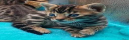 Bengal cats for sale: Beautiful Bengal kittens  - Advert 27