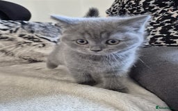 British Shorthair cats for sale: 2 Beautiful British Short Hair kittens - Image 3
