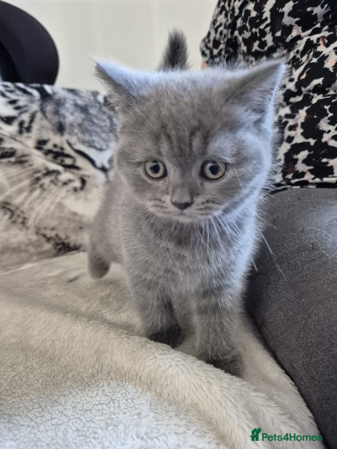 British Shorthair cats for sale: 2 Beautiful British Short Hair kittens - Image 3