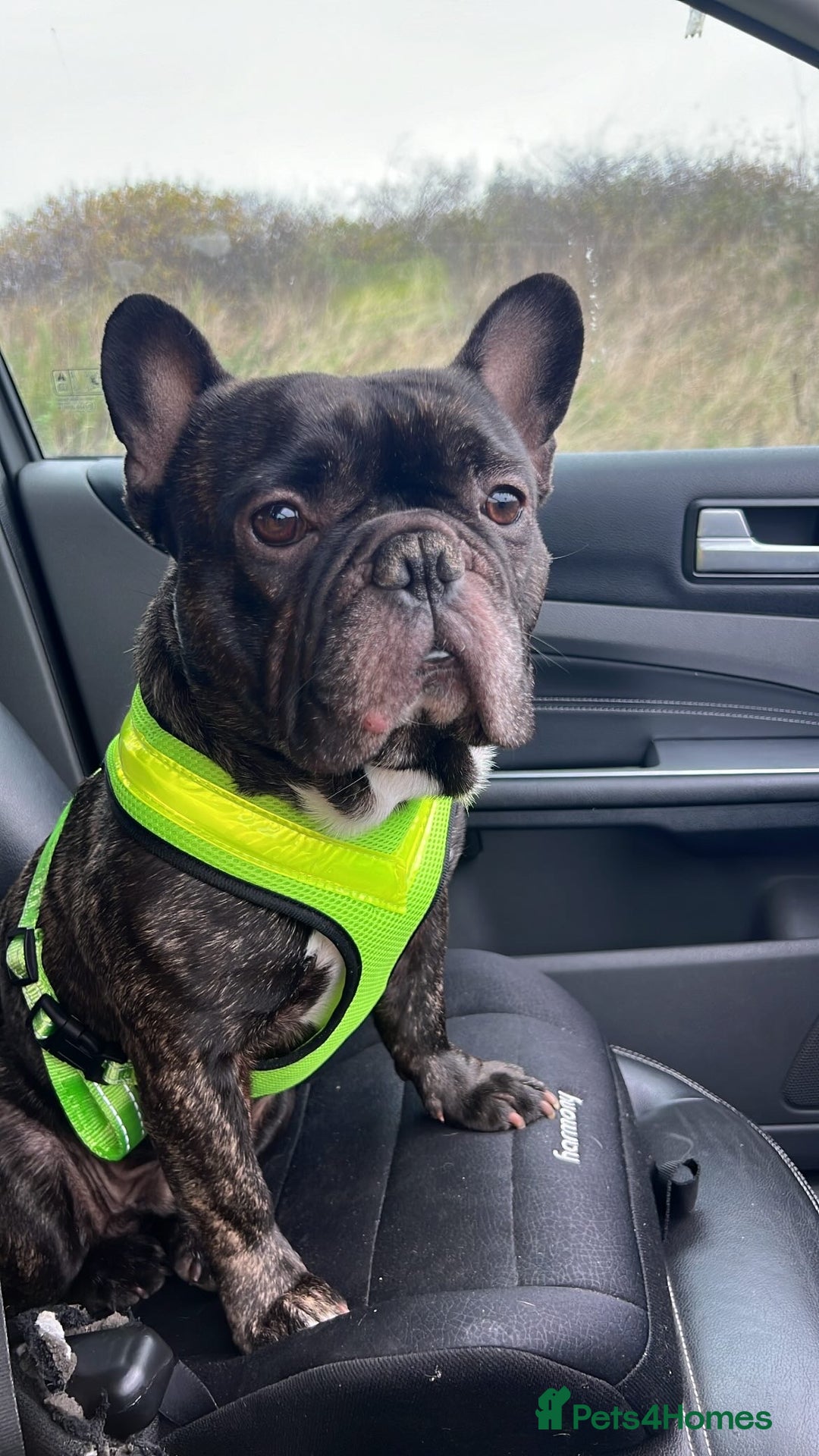 French Bulldog dogs for sale: Urgent home needed for pet  - Advert 1