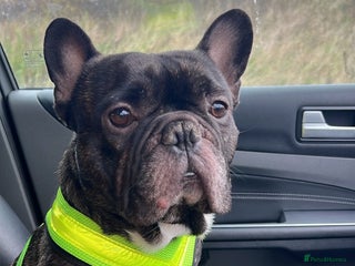 French Bulldog dogs Urgent home needed for pet - Advert 1