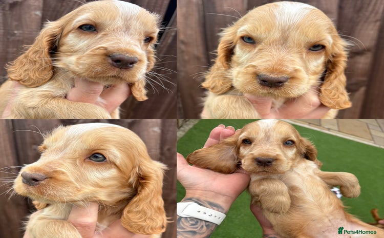 Cocker Spaniel dogs - Advert 1