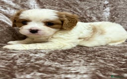 Cavalier King Charles Spaniel dogs for sale: BEAUTIFUL CAVALIER PUPPIES READY TO LEAVE! - Image 9