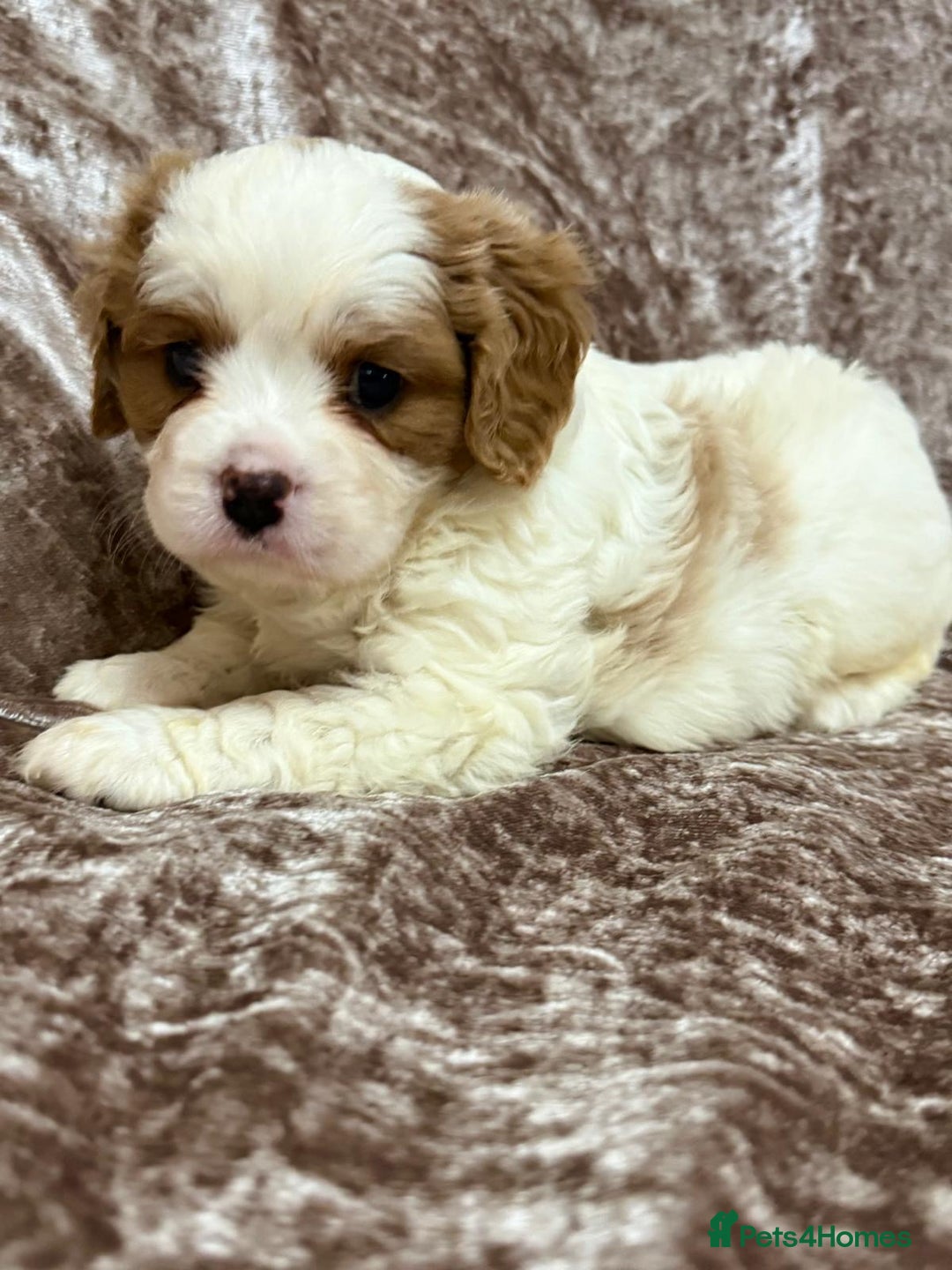 Cavalier King Charles Spaniel dogs for sale: BEAUTIFUL CAVALIER PUPPIES READY TO LEAVE! - Image 9
