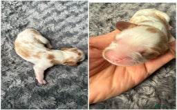 Cavalier King Charles Spaniel dogs for sale: Cavalier King Childs Sapaniel - Image 5