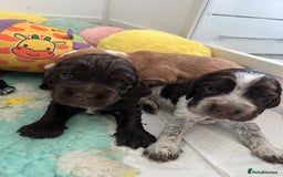 Cocker Spaniel dogs for sale: Show cocker spaniel  - Image 14