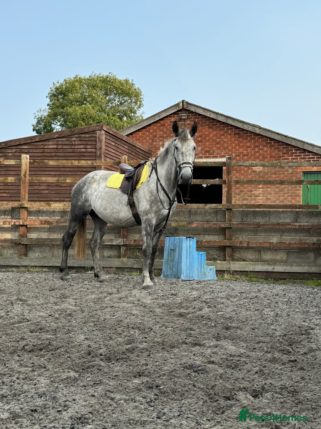 Irish Draught horses for sale: 16.3hh all round mare for sale  - Advert 4