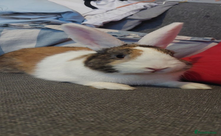 Mixed Breed rabbits in Chatham - Advert 1