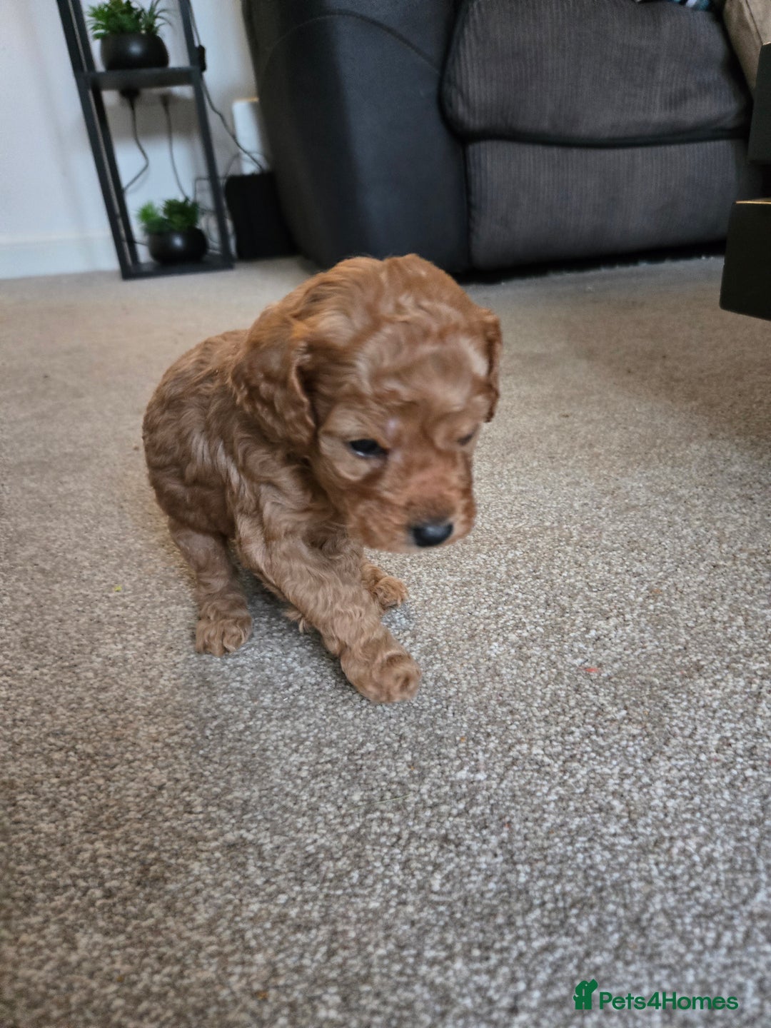 Cockapoo dogs for sale: 6 male Cockapoo puppies. Ready 13th Jan.  - Advert 24
