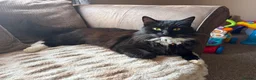 British Longhair cats for sale: British long hair male in Lybster - Advert 1