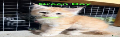 Maine Coon 1